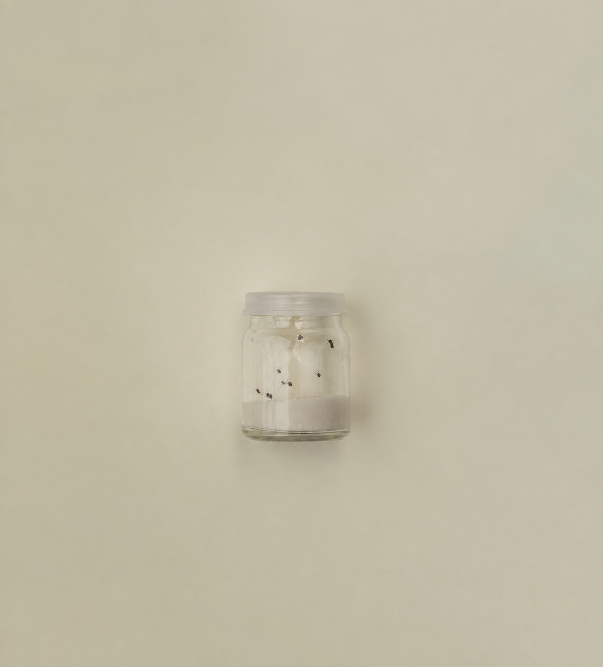 Glass jar holding ticks on a pale sage background